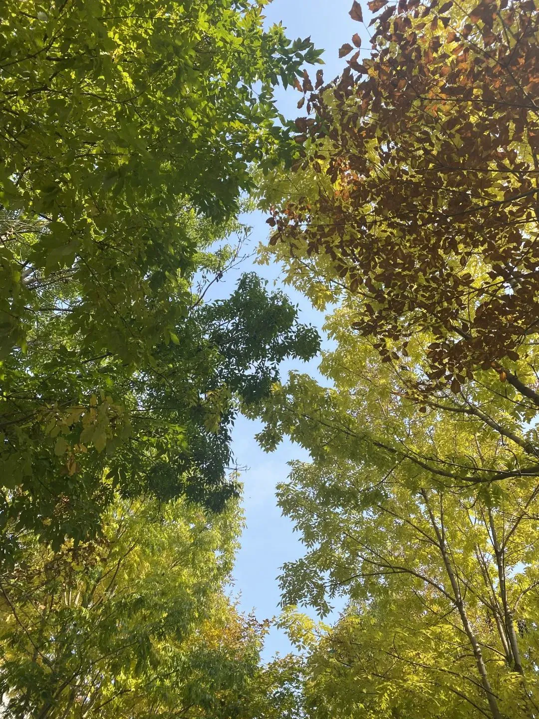 小学生篮球训练总结及心得体会简短_1